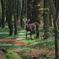 Deer